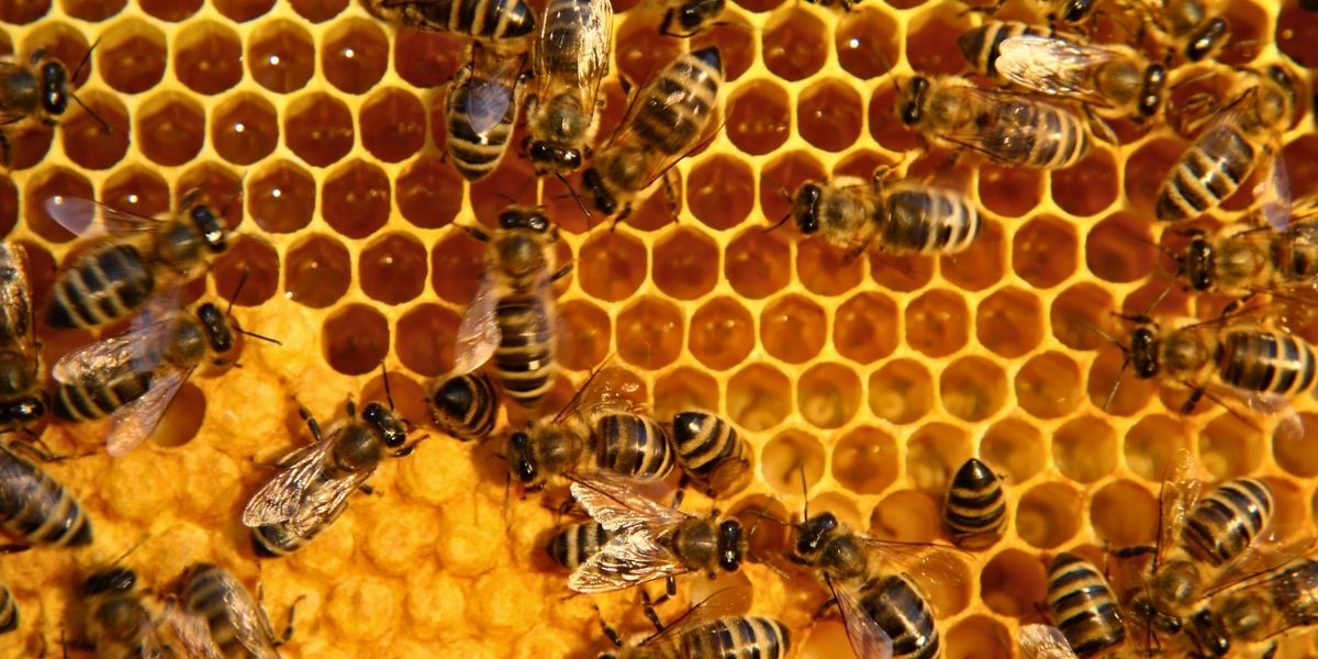La importancia de las abejas en el ecosistema y cómo protegerlas